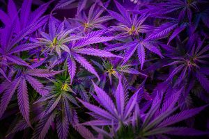Purple cannabis leaves