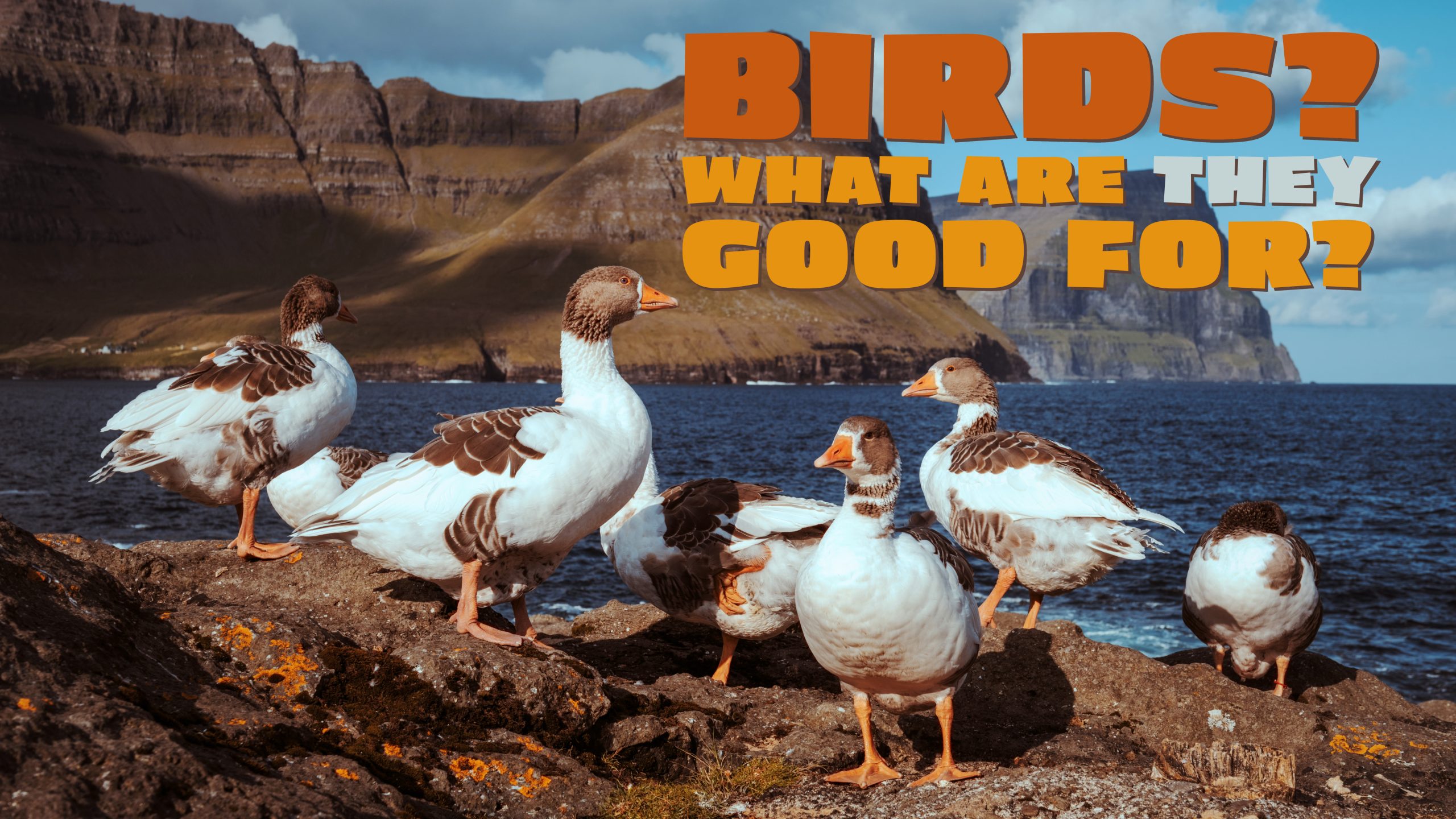 A poster for the movie 'Birds? What Are They Good For?' featuring white birds standing on a rock by a lake.